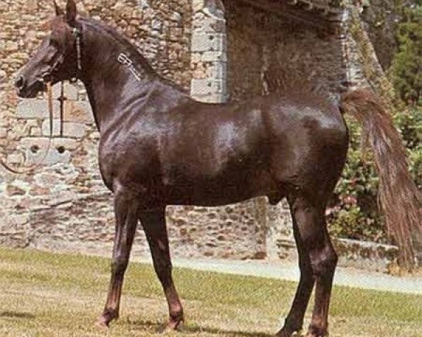 stallion Fawzan ox (Arabian thoroughbred, 1971, from Tuhotmos 1962 EAO)