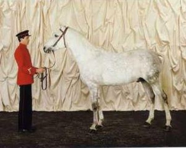 stallion Aigle Royal ox (Arabian thoroughbred, 1979, from Fawzan ox)