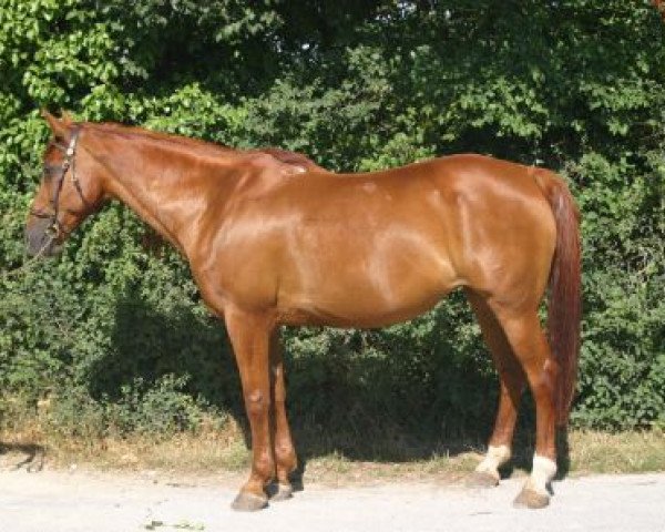 broodmare Vega V (Selle Français, 1987, from El Fif)