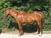 broodmare Vega V (Selle Français, 1987, from El Fif)