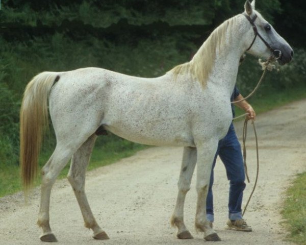 stallion Naquib ox (Arabian thoroughbred, 1979, from Dahman 1957 ox)