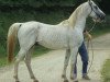 stallion Naquib ox (Arabian thoroughbred, 1979, from Dahman 1957 ox)