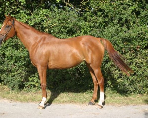 broodmare Kiva Charriere (Selle Français, 1998, from Naquib ox)