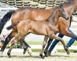 dressage horse Day of Heart (Oldenburg, 2016, from Dante Weltino Old)