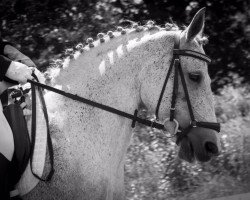 dressage horse Francis 132 (Pony without race description, 2004)