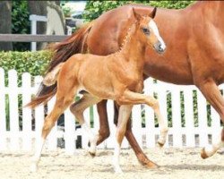 Zuchtstute Diamond Starlet (Oldenburger, 2016, von Diamond Hit)