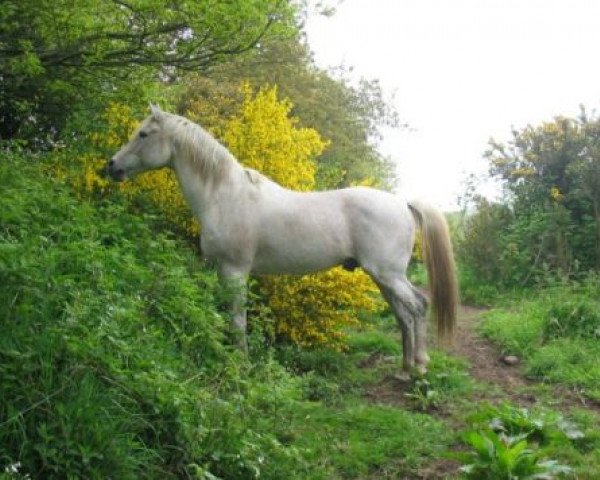 stallion Fadasir ox (Arabian thoroughbred, 1988, from Persik ox)