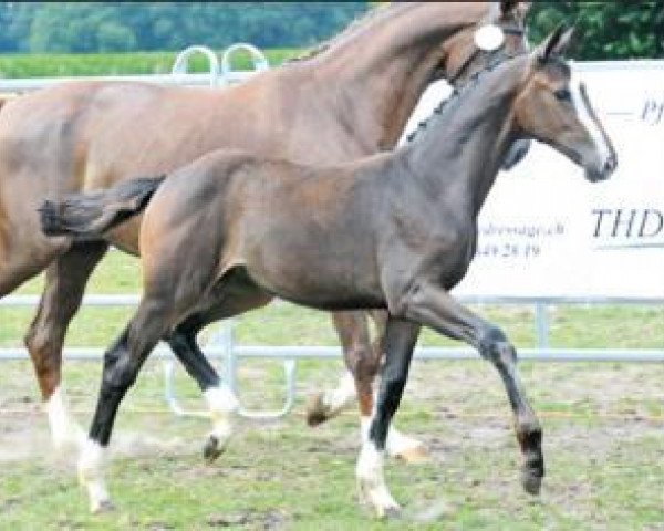 dressage horse Schicke Diva (Oldenburg, 2016, from Dante Weltino Old)