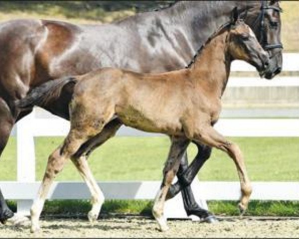 dressage horse Die Rose (Oldenburg, 2016, from De Niro)