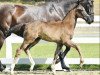 dressage horse Die Rose (Oldenburg, 2016, from De Niro)