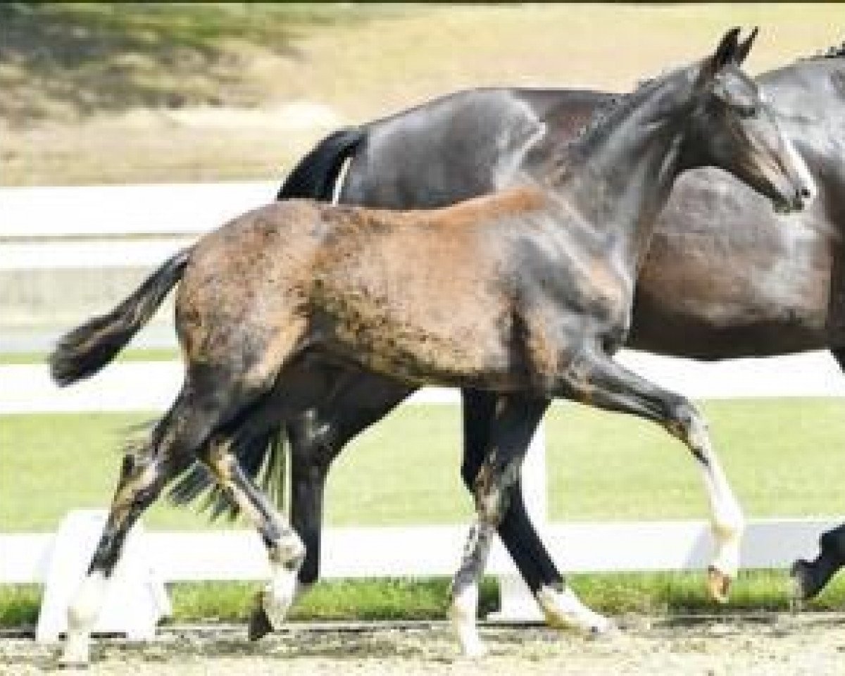dressage horse Dance with me (Oldenburg, 2016, from Danciano)