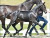 dressage horse Diamond Hero (Oldenburg, 2016, from Diamond Hit)