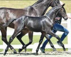 dressage horse Diamond Hero (Oldenburg, 2016, from Diamond Hit)