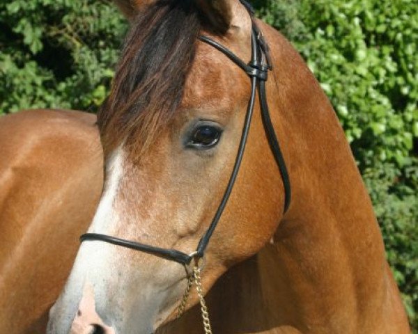 horse Onyx Charriere (Arab half breed / Partbred, 2002, from Fadasir ox)