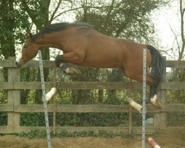 jumper Onyx Platiere (Selle Français, 2002, from Type D'Elle)