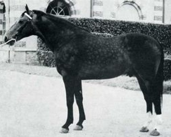 stallion Surioso (Selle Français, 1962, from Furioso xx)