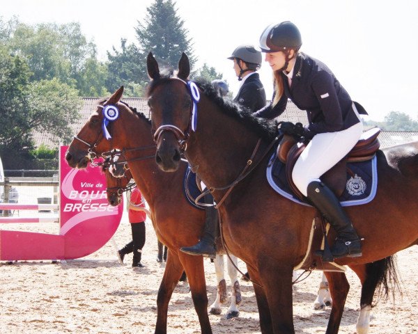 Pferd Onyx de Louan (Selle Français, 2002, von Quatoubet du Rouet)