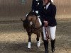 dressage horse Tine`s Biene (Shetland Pony, 2007)