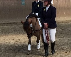 dressage horse Tine`s Biene (Shetland Pony, 2007)