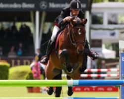 jumper Sunshine Brown (Hanoverian, 2006, from Samarant)