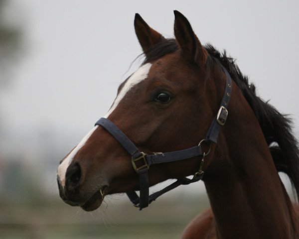 broodmare Keep in Mind 2 (Trakehner, 2005, from Cadeau)