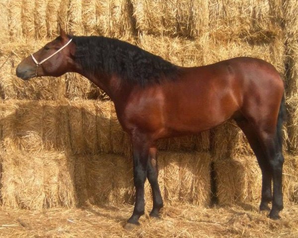 horse Novilero (Pura Raza Espanola (PRE), 2013)