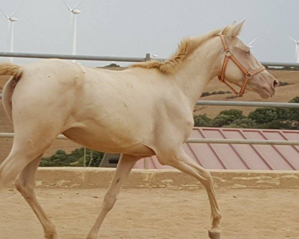 Pferd Pantoya (Hispano-Araber, 2012)