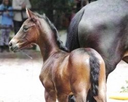 broodmare Cara Karissima (Trakehner, 2015, from Silvermoon)