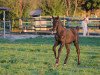 dressage horse Delano con Zapato (German Sport Horse, 2015, from Destano)