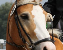 Pferd Northern Star (Haflinger, 1999, von Nordstar)