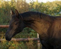 broodmare Donna Karan (Hanoverian, 2012, from Don Index)