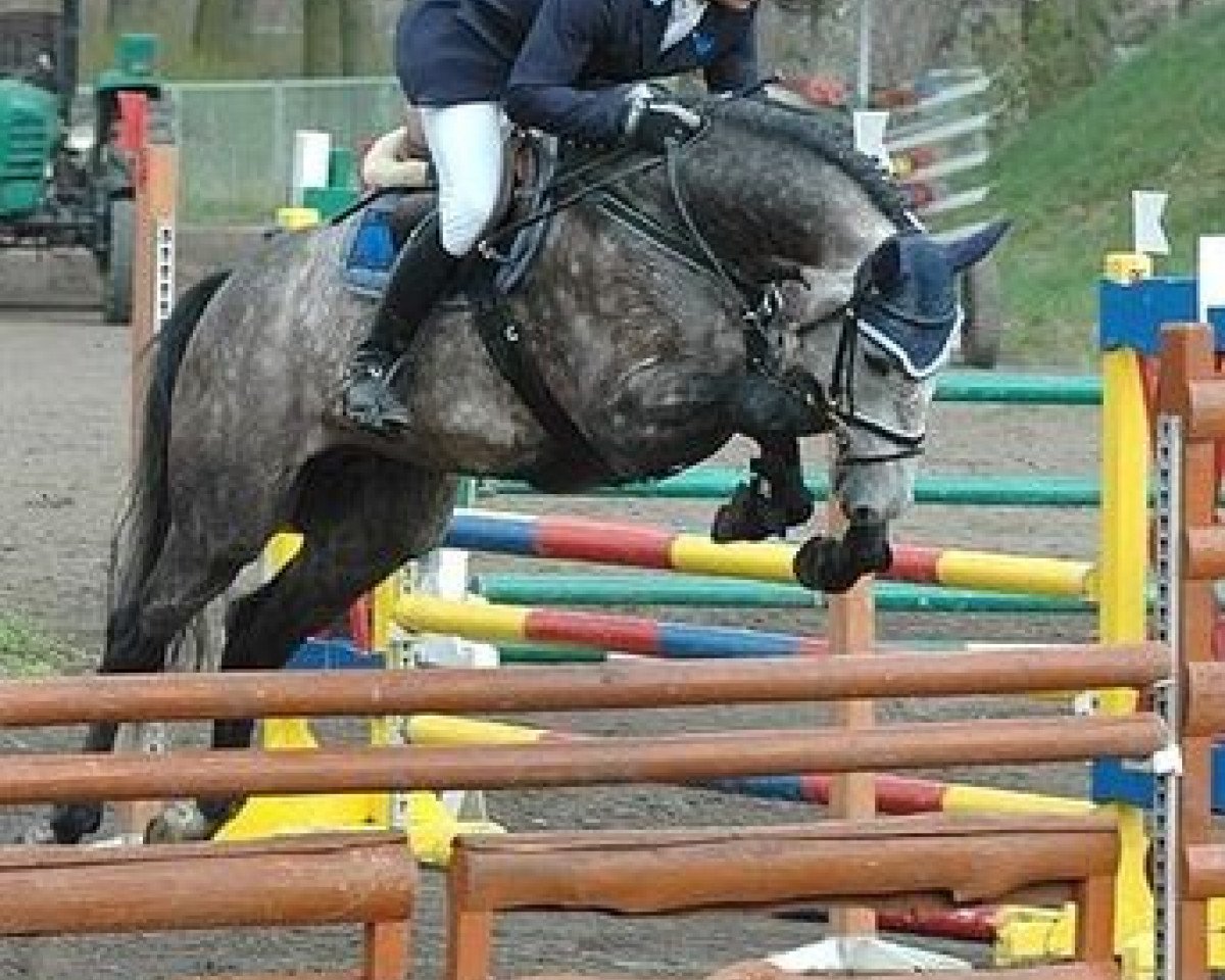 Springpferd Bajou du Rouet (Holsteiner, 2001, von Baloubet du Rouet)