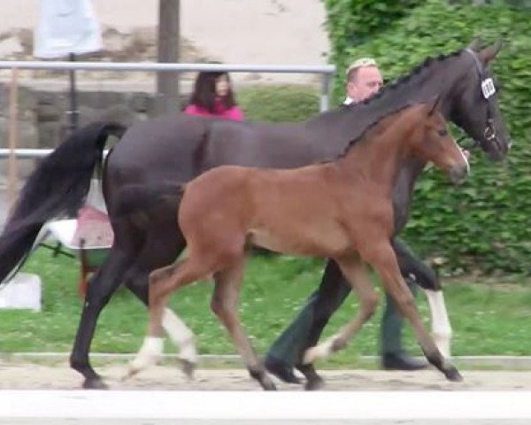 Dressurpferd Hengstanwärter von Fürst Belissaro, M.v. Fidermark (Hessisches Warmblut, 2016, von Fürst Belissaro)