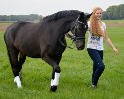 dressage horse Tiara S (Trakehner, 2010, from Grafenstolz)