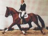 stallion Westrich I (Hanoverian, 1979, from Werther)