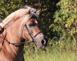 broodmare Nena (Rhinelander, 1989, from Nissan)