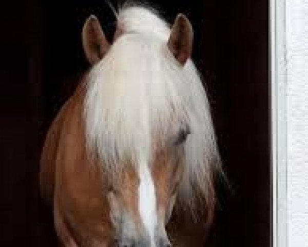 Pferd Avinella (Haflinger, 2008, von liz. 101/T Amadeus)