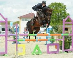 stallion Cosinhus (Hanoverian, 2005, from Cornet Obolensky)