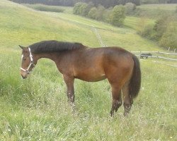 jumper Cordula Grün 5 (German Sport Horse, 2015, from Cristallo I)