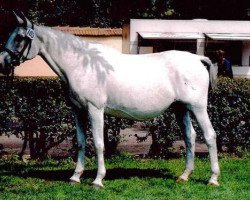 broodmare Kapriole (Saxony-Anhaltiner, 1988, from Kolibri 2705)