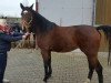 Springpferd Cayenne (Luxemburgisches Reitpferd, 2013, von Conway II)