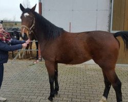 Springpferd Cayenne (Luxemburgisches Reitpferd, 2013, von Conway II)