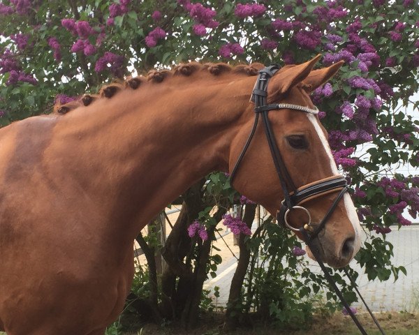 dressage horse Sir William F (Oldenburg, 2010, from Sir Donnerhall II OLD)