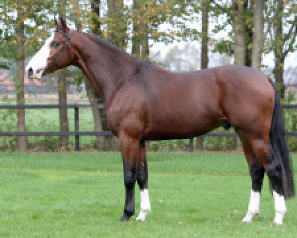 stallion Forsyth (KWPN (Royal Dutch Sporthorse), 2010, from Carambole)
