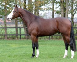 stallion Forsyth (KWPN (Royal Dutch Sporthorse), 2010, from Carambole)