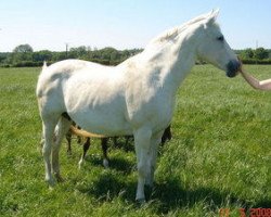 broodmare Virginia de Lugere (Selle Français, 1987, from Flaminko AA)