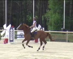 horse Rainbow D'Argonne (Selle Français, 2005, from Jeff D'Or)