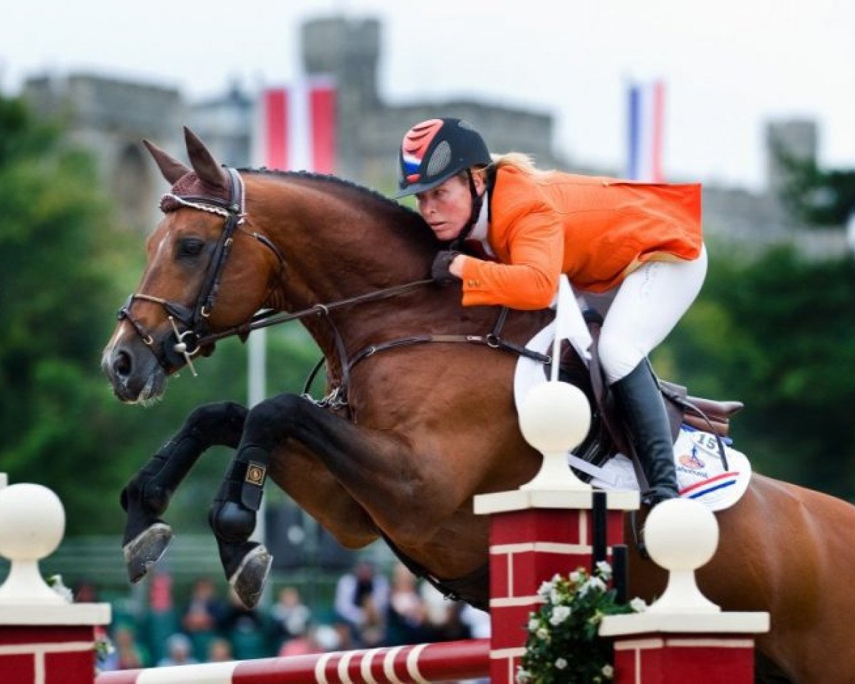 Deckhengst Blauwendraad's O'Brien (KWPN (Niederländisches Warmblut), 1996, von Peter Pan)