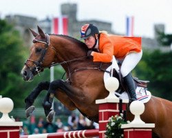 stallion Blauwendraad's O'Brien (KWPN (Royal Dutch Sporthorse), 1996, from Peter Pan)