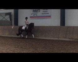 dressage horse Damour de Dimension (German Riding Pony, 2012, from Dimension AT NRW)